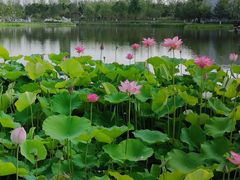 -西海子公园