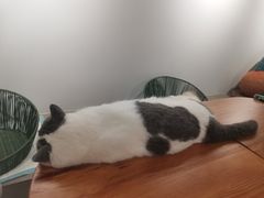 -Cappucimeow猫咪咖啡馆(韦伯时代店)