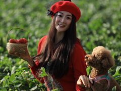 -昌平兴寿秀秀草莓采摘园