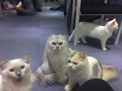 -喵的天空名猫咖啡馆·撸猫·猫舍·用品
