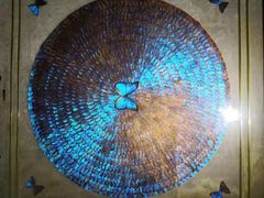 -上海昆虫博物馆