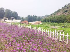 紫海香堤香草艺术庄园-紫海香堤香草艺术庄园