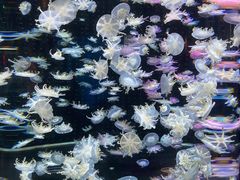 -太平洋海底世界