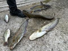 -新怡路亚垂钓园