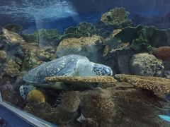 -上海海洋水族馆