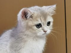 -博特宠物医院24h犬猫全科.骨科·异宠