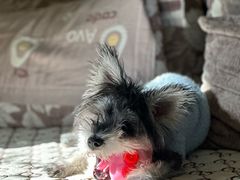 -万博宠物医院·手术·诊疗(未央凤城五路店)