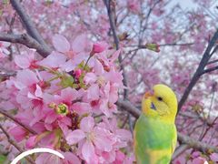 -天适樱花悠乐园
