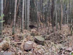 -穹窿山景区