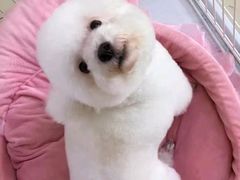 -米苏动物医院·犬猫专科·骨科外科内窥镜