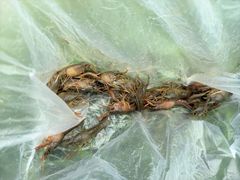 -山乡巨变第一村-周立波故居