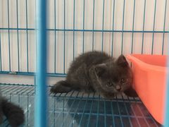 -艾吉宠物医院·疑难杂症转诊中心·猫友好(碧江路院)
