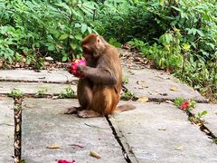 -重庆雨台山风景区
