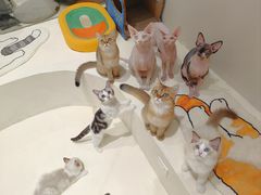 -爱宠屋pet shop·宠物洗澡·宠物美容