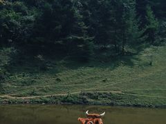 -武陵山森林公园