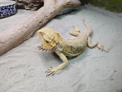 -上海大自然野生昆虫馆(东方明珠·爬宠昆虫探索中心)