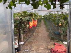 -马陆小张葡萄园农家乐