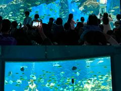 -海合安武汉极地海洋公园
