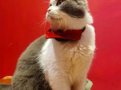 -猫色咖啡·猫咖