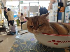 -平行世界·猫咖(首经贸店)