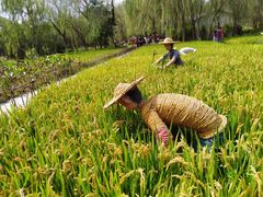 -溱湖国家湿地公园