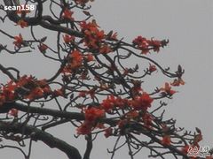 -长洲岛