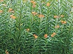 -蛙兔鸡自贡风味·特色江湖菜(广都店)