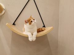 -飞行喵MR PILOT|猫舍·猫咖(静安大融城店)