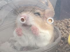 -中农国际动物医院24小时·猫科·骨科·急重症中心
