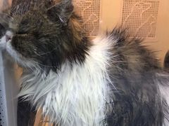 -中农国际动物医院24小时·猫科·骨科·急重症中心