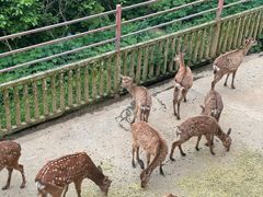 -贵州森林野生动物园