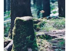 -芦芽山旅游度假区