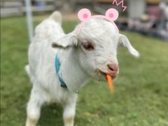 -前小桔亲子创意农场·草莓采摘·露营烧烤