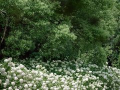 -上海滨江森林公园
