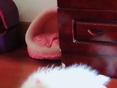 -申普宠物医院·心脏介入·心血管微创(总院)