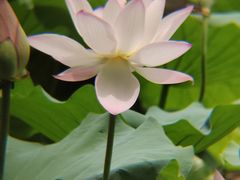 -荔湾湖公园