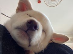 -柴犬小屋·柴餐厅·狗咖食堂(金鼎广场店)