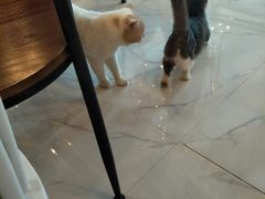 -猫爷宠物生活馆·撸猫馆
