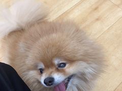 -喵百万·布偶·蓝金金渐层英短·猫舍(百子湾店)