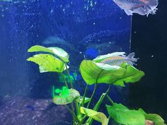 -沙沙哗啦海洋馆(华宇百花谷店)