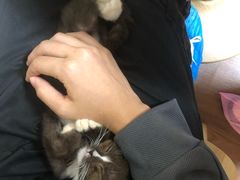 -楼上猫咖(罗湖店)