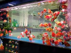 -中环花鸟鱼虫市场