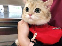 -芭比堂动物医院·犬猫全科·异宠专科(雁塔分院)