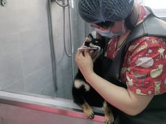 -宠福鑫康馨动物医院·骨科·眼科