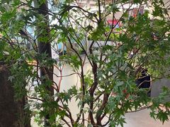 -匠和风精致料理(春熙路群光广场店)