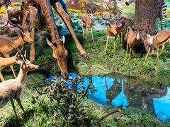 -国家自然博物馆