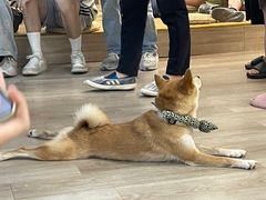 -柴迷FANS CLUB·柴犬狗咖·猫咖