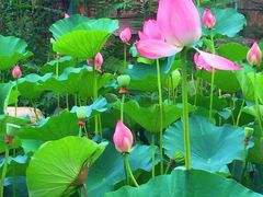 -静之湖湖畔餐厅