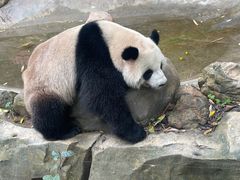 -广州长隆野生动物世界