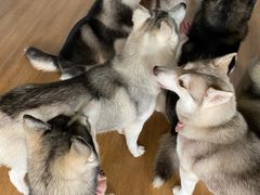 -Husky Go! 哈士奇体验馆·宠物咖啡厅狗咖